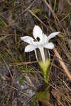 Wiregrass gentian